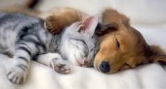 Puppy and kitten